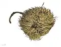 fruit sec d'Apeiba tibourbou
