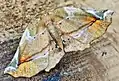 Apeira syringaria   (Linnaeus, 1758)