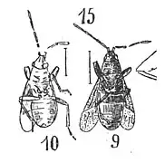 Aphanus dilatatus 1937 Nicolas Théobald Holotype Am132 et am136 p.365 pl. XXVII Hémiptères du Stampien d'Aix -en-Provence.jpg