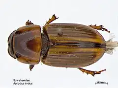 Aphodius lividus.