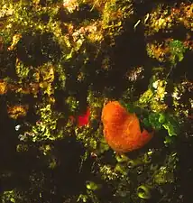 Aplidium nordmanni
