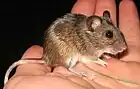 Mulot pygmée