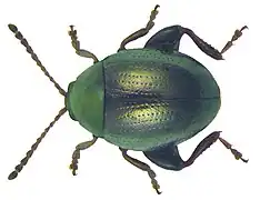Apteropeda orbiculata.