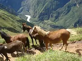 Chevaux et mules près de Cachora