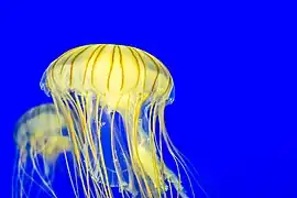 Méduses striées