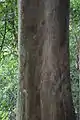 Tronc de Bois-parfum Aquilaria crassna