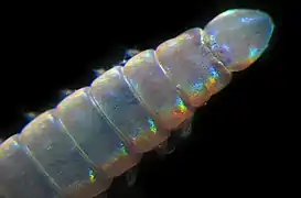 Arabella sp. (Oenonidae)