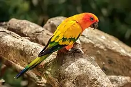 Un Conure soleil au Loro Parque, Canaries. Mai 2018.