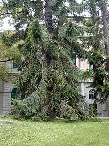 Araucaria bidwillii femelle.
