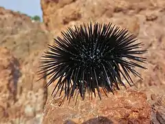 Arbacia lixula vivant, hors de l'eau