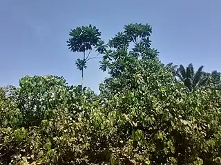 Arbre dénommé Umurungambare dans la Réserve naturelle forestière de Kigwena (sv). Juin 2022.