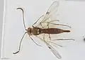 Archaeoteleia chambersi.