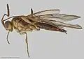 Archaeoteleia karere.
