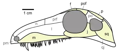 Crâne d'Archaeothyris.