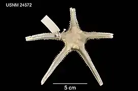 Archaster grandis