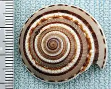 Architectonica perspectiva