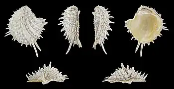 Arcinella arcinella, de Chamidae, coquille droite, provenant des Antilles. Avril 2022.