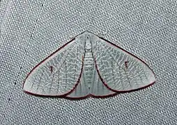 Arctornis egerina