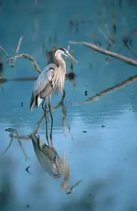 Héron bleu