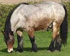 Gros cheval de trait tricolore en train de brouter.