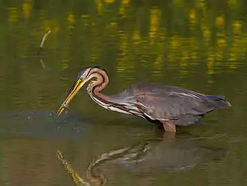 le Héron pourpré