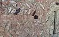 Partie la plus ancienne de l'église, vraisemblablement début XIIe&nbsp;siècle