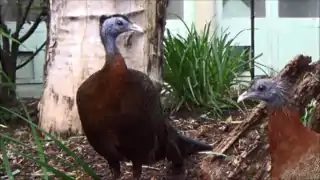 Ménagerie du jardin des plantes Paris/France (couple)