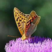 Argynnis pandora