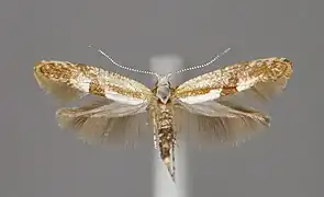 Specimen étalé.