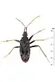 Aristaenetoides politus, Brunei.