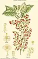 Aristotelia racemosa