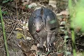 Tatou commun (Dasypus novemcinctus).