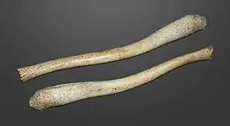 Le morse possède un baculum qui peut atteindre 60&nbsp;cm  (collection MHNT)