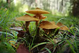 Image illustrative de l’article Pourridié-agaric