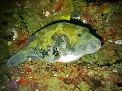 Arothron caeruleopunctatus