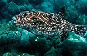 Arothron meleagris