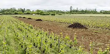 Arrachage d'une parcelle de vigne qui sera replantée.