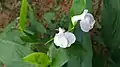 Fleurs de Maranta arundinacea