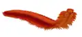 Le myriapode Arthropleura pouvait atteindre 2&nbsp;m de longueur, mais rien ne prouve qu'il était rouge.