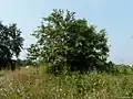 Arbre