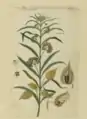 Planche botanique de la fin du XVIIIe siècle.
