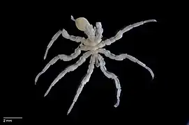 Pycnogonide (Ascorhynchus compactus).