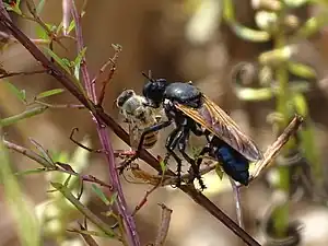 Asilidae près de la rivière Pendjari au Bénin. Novembre 2021.