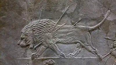 Un lion blessé, détail d'Assurbanipal à la chasse au lion sur un bas-relief de Ninive. Ce lion a reçu plusieurs flèches et perd du sang de sa bouche.