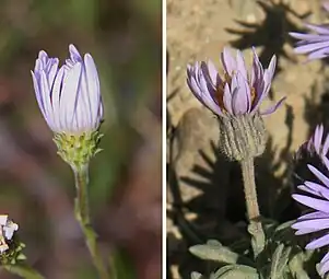 Les phyllaires d'Aster (à gauche) sont courts, s'enroulent autour de la plante et sont disposés en plusieurs couches. Les phyllaires de Marguerite (à droite) sont longs, poilus et serrent la base du capitule.