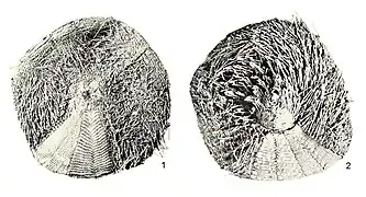 Asthenosoma intermedium.