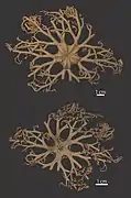 Astroboa clavata (spécimen séché)