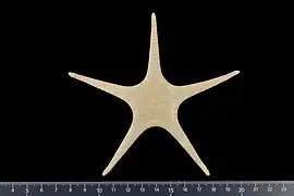 Astroceramus eleaumei