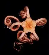 Astrodia duospina