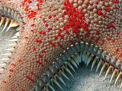 Les ossicules d'une Paxillosida (grande étoile-peigne), qui lui servent à s'enfouir dans le sable.